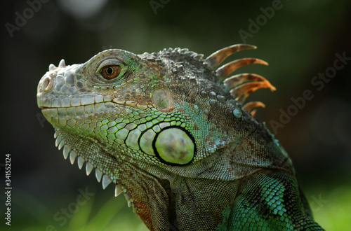 green iguana 