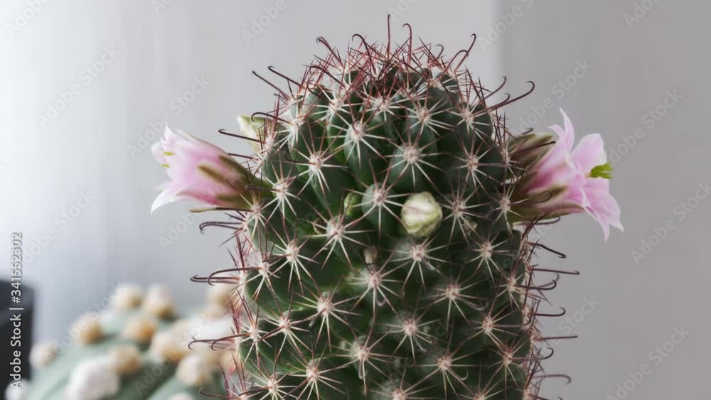 cactus flower names "Mammillaria sheldonii" blooming as Pink color at