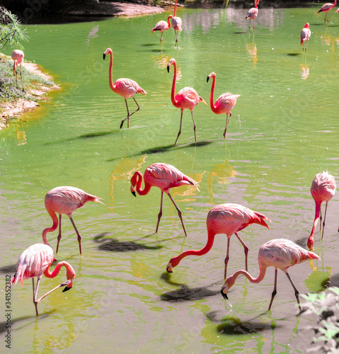 beautiful pink flamingos stand on the same foot.