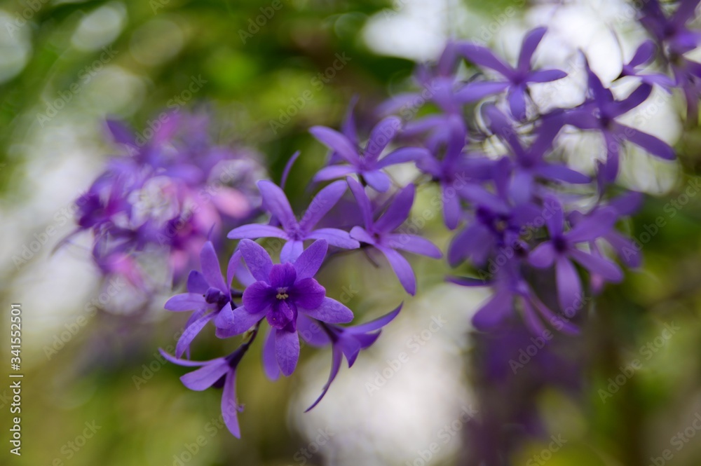 Close-Up Of Petrea Volubilis, a Verbenaceae Flower, a Petrea Plant Against Blurred Background. Close-Up Of Petrea Volubilis, a Verbenaceae Flower, a Petrea Plant Against Blurred Background.