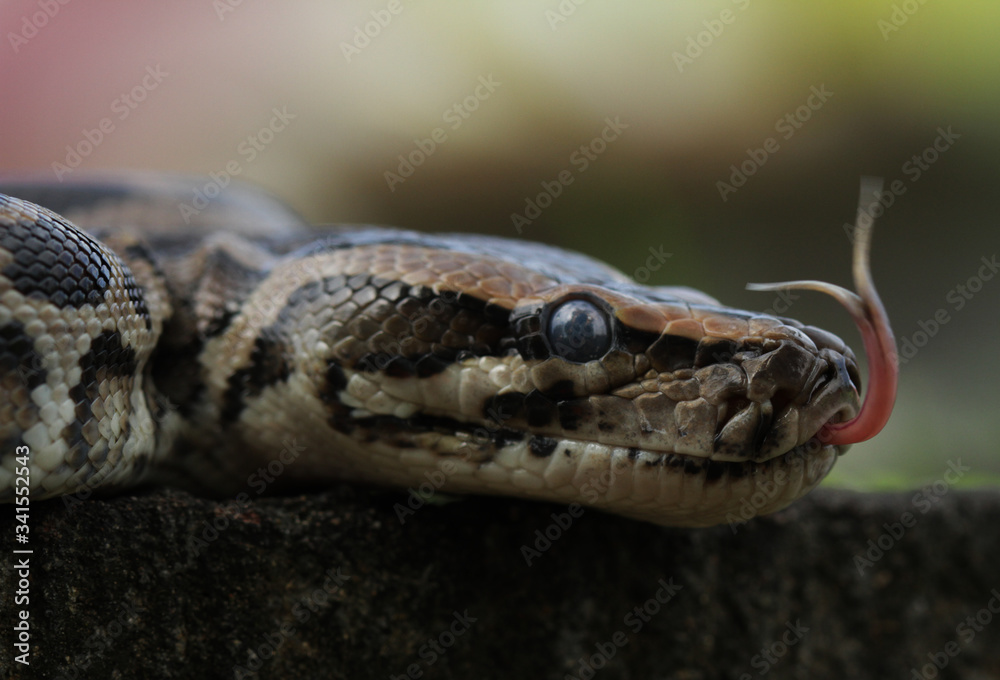 close up of a snake close up of a snake