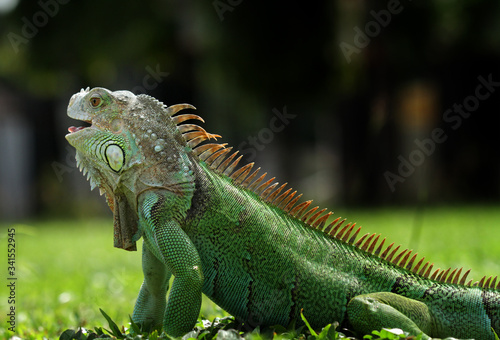 green iguana