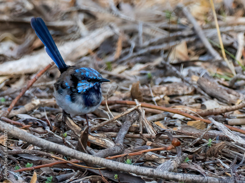 The adult male Superb Fairywren (Malurus cyaneus) has rich blue and black plumage above and on the throat however mottled during transition to breeding. The belly is grey-white and the bill is black. photo