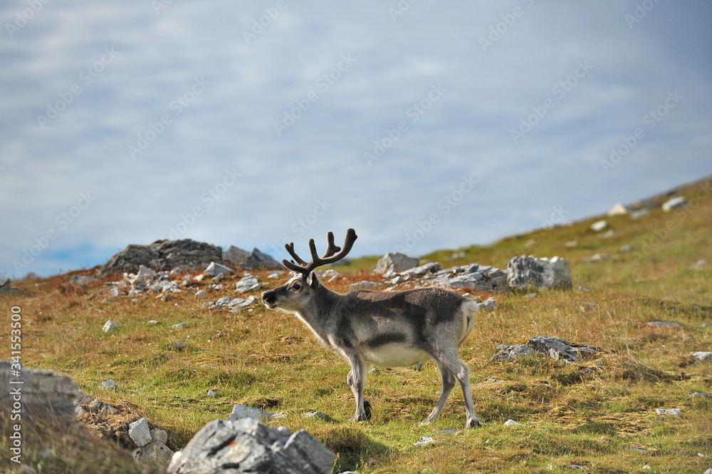 Naklejka premium Wild deer walks along the tundra and eats moss.