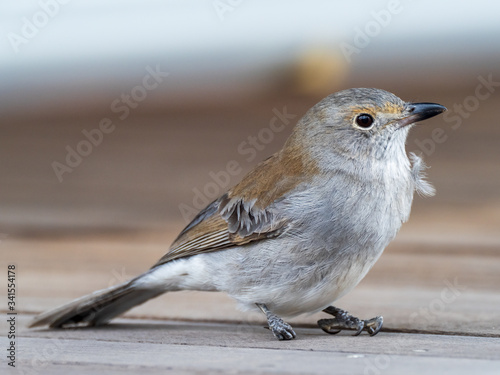 An immature Grey Shrikethrush (Colluricincla harmonica) subspecies 