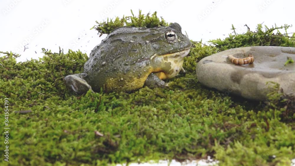Cyclorana Toad-water pot Frog sitting on a stone on green moss in white background. Close up. Slow motion Cyclorana Toad-water pot Frog sitting on a stone on green moss in white background. Close up. Slow motion