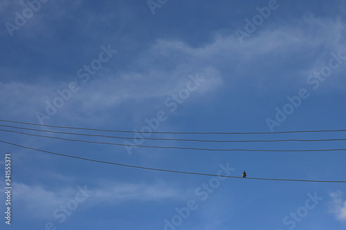 a bird stand at the high voltage power lines 