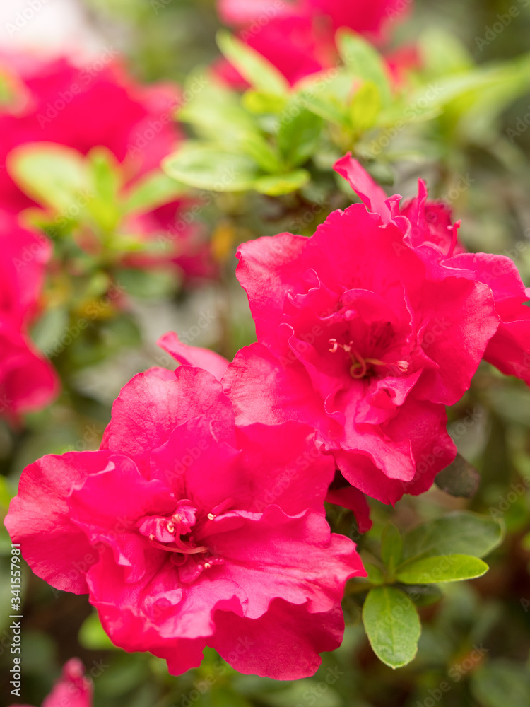 Obraz premium アザレア