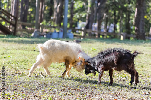 In the morning, two white and black young goats were fighting at the grass field.