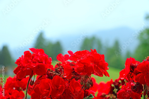 Red garden geranium flowers , close up shot, selective focus. photo