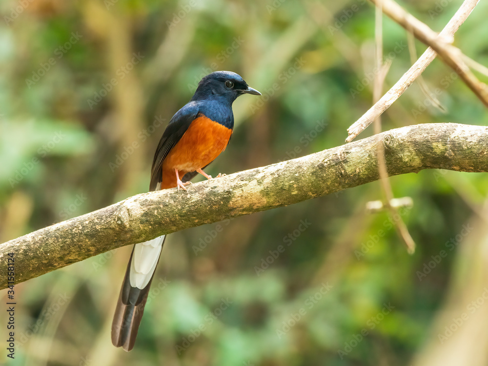 The male White-rumped Shama (Copsychus malabaricus) has a glossy blue-black head and upperparts with conspicuous white rump and long blackish tail; the chest is orange-rufous color. The male White-rumped Shama (Copsychus malabaricus) has a glossy blue-black head and upperparts with conspicuous white rump and long blackish tail; the chest is orange-rufous color.