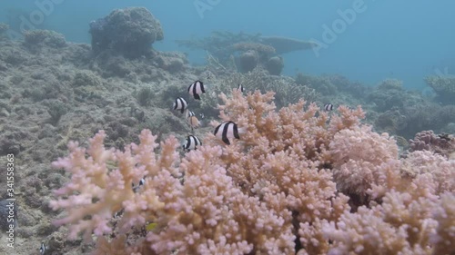 Small reef fish on a coral reef in the tropical clear ocean