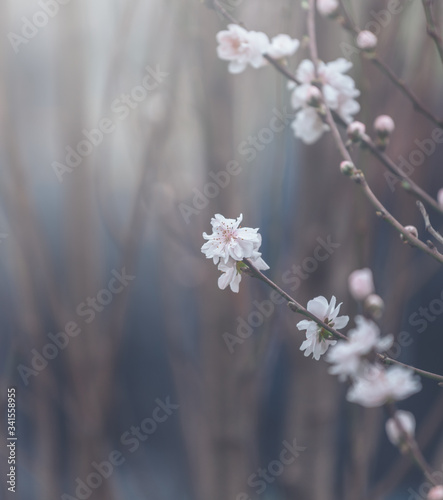 Peach Tree Blossom, Flower Background  Vintage style © joeycheung
