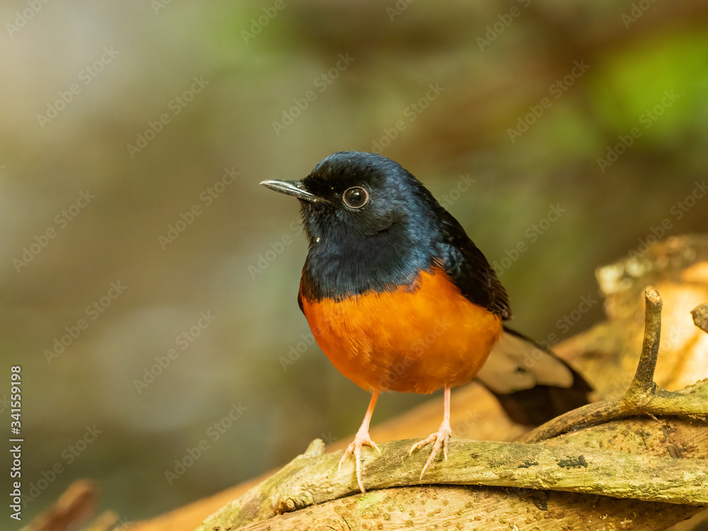 The male White-rumped Shama (Copsychus malabaricus) has a glossy blue-black head and upperparts with conspicuous white rump and long blackish tail; the chest is orange-rufous color. The male White-rumped Shama (Copsychus malabaricus) has a glossy blue-black head and upperparts with conspicuous white rump and long blackish tail; the chest is orange-rufous color.