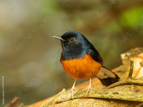 The male White-rumped Shama (Copsychus malabaricus) has a glossy blue-black head and upperparts with conspicuous white rump and long blackish tail; the chest is orange-rufous color.