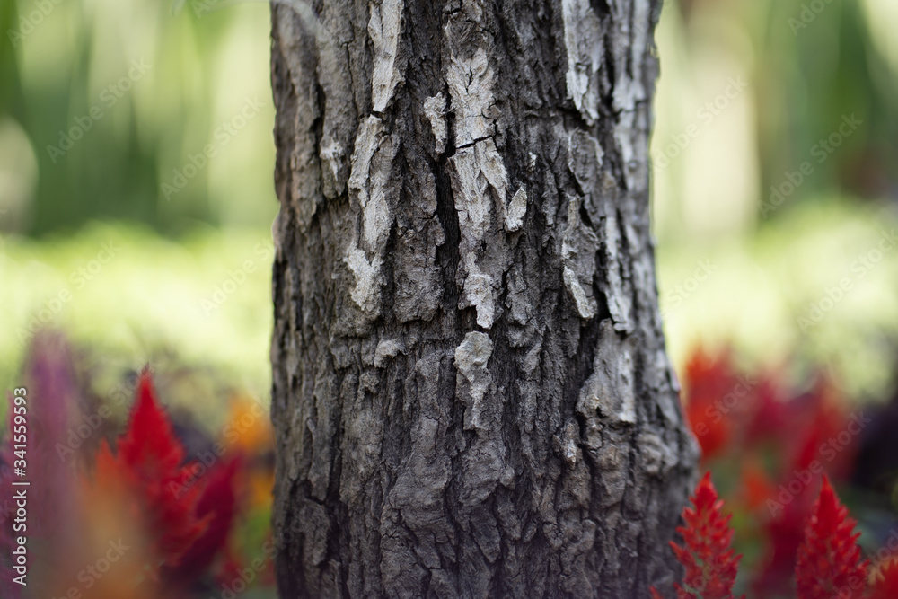 Fototapeta premium Close-up photo at the old tree 's trunk or timber with background of blurred colorful flower garden. selective focus on surface of the trunk.