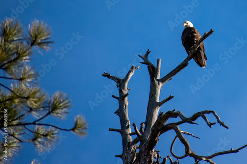 eagle on a branch