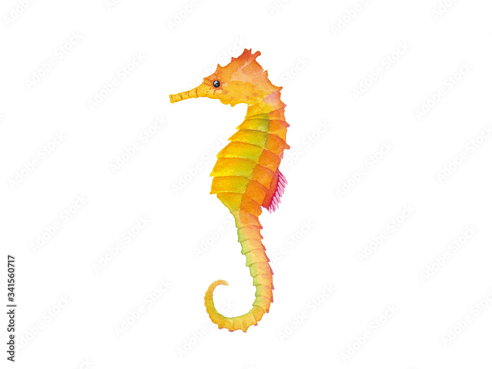 タツノオトシゴの水彩イラスト Stock イラスト Adobe Stock