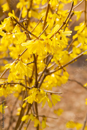Yellow flowers on the tree background yellow birch spring flowering