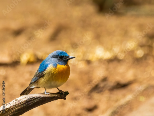 A male Indochinese Blue-flycatcher (Cyornis sumatrensis) its orange breast and blue feathers on the upperparts and the throat. © wrightouthere
