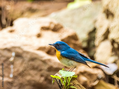A male Indochinese Blue-flycatcher (Cyornis sumatrensis) its orange breast and blue feathers on the upperparts and the throat. © wrightouthere