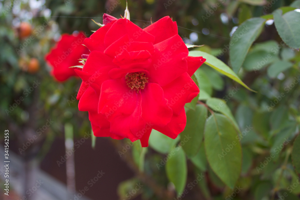 Natural red rose in school garden Natural red rose in school garden