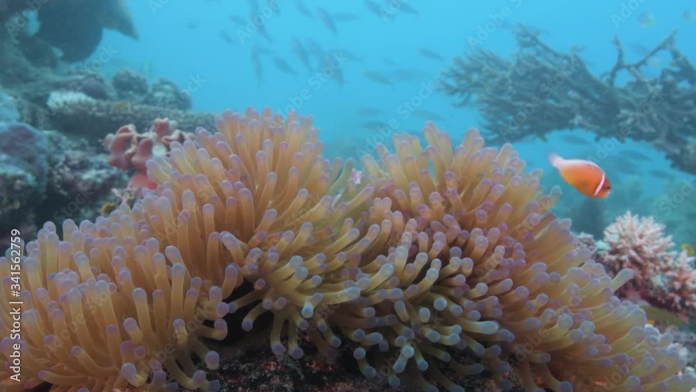 Anemonefish in an anemone with fish passing by in blue tropical ocean Anemonefish in an anemone with fish passing by in blue tropical ocean