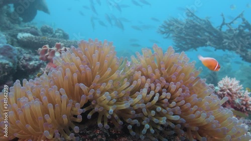 Anemonefish in an anemone with fish passing by in blue tropical ocean 