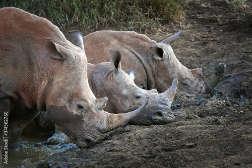 Engangered African rhinoceros relaxing in the mud.