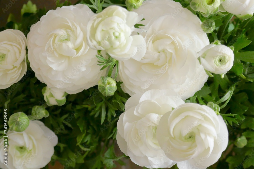 Ranunculus flower white. Spring flowers. White floral tender spring background. Ranunculus flower white. Spring flowers. White floral tender spring background.