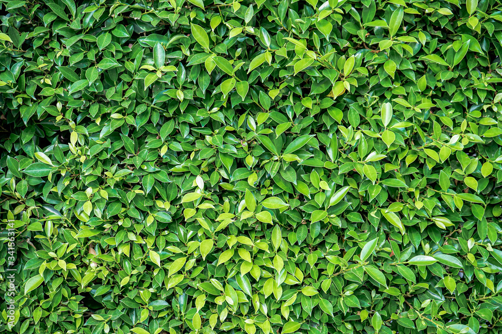 Fototapeta premium green leaves background