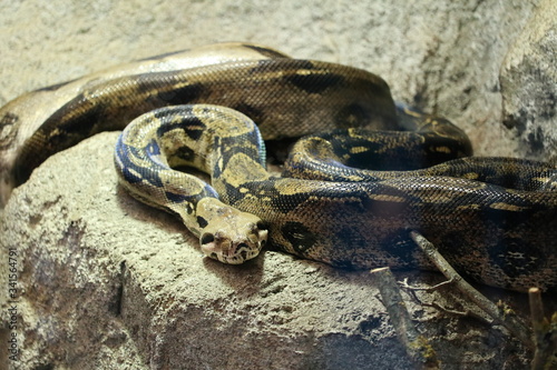 snake boa constrictor in wait