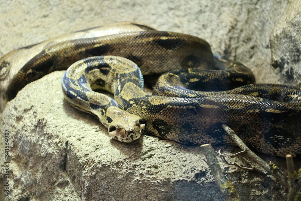 Fototapeta premium snake boa constrictor in wait
