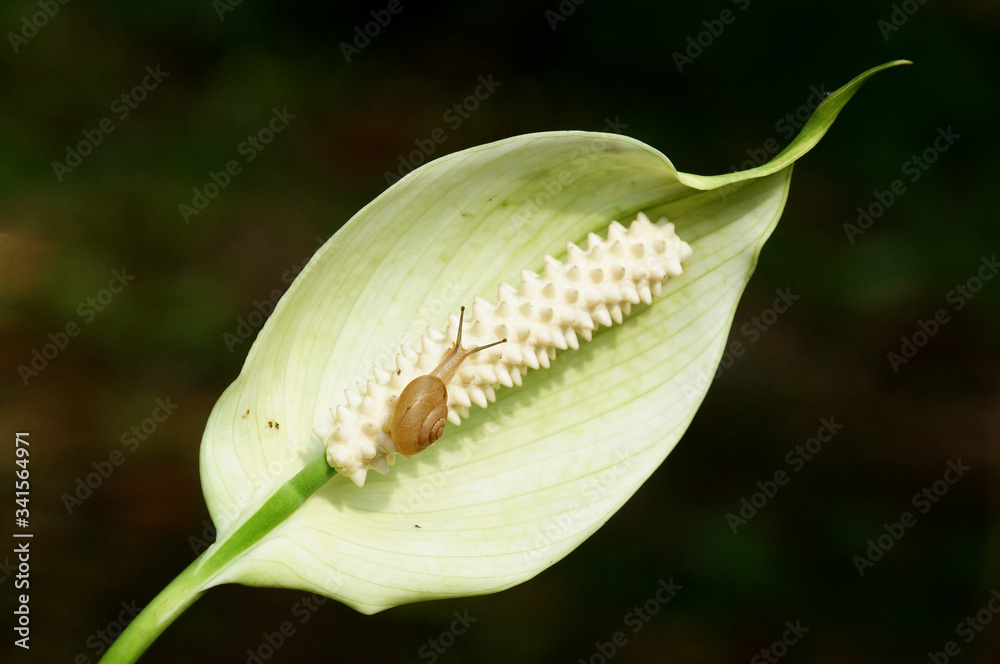 A Little Snail Is Exploring An Anthurium A Little Snail Is Exploring An Anthurium