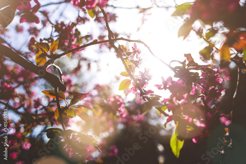 The sun's rays pass through a flowering sakura branch.