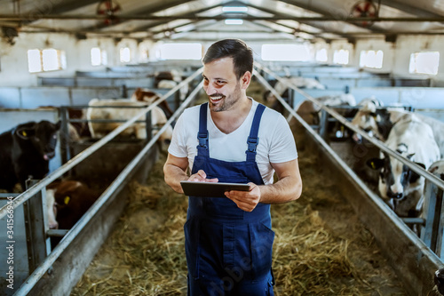 Handsome caucasian farmer in overall standing in stable, using tablet and smiling. All around are calves and cows.
