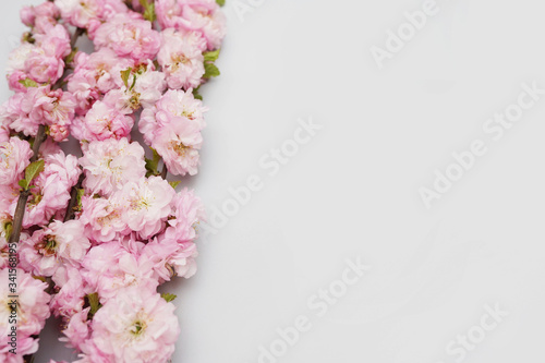 Bunch of wild pink roses on white background with a copy space