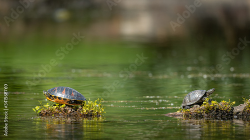 European pond turtle and america pond slider
