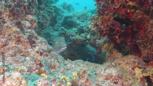 Porcupinefish hides between corals in the tropical ocean
