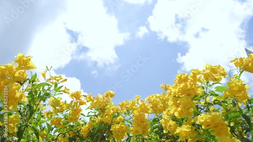 Yellow Elder Flower,Yellow elder, Trumpetbush, Trumpetflower, Yellow trumpet-flower, Yellow trumpetbush, tecoma stans Tropical areas of southern Thailand. photo