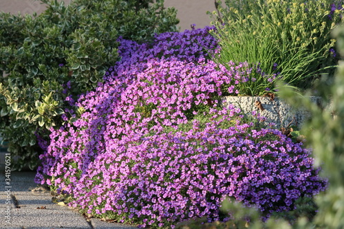 purple aubretia groundcover flower
