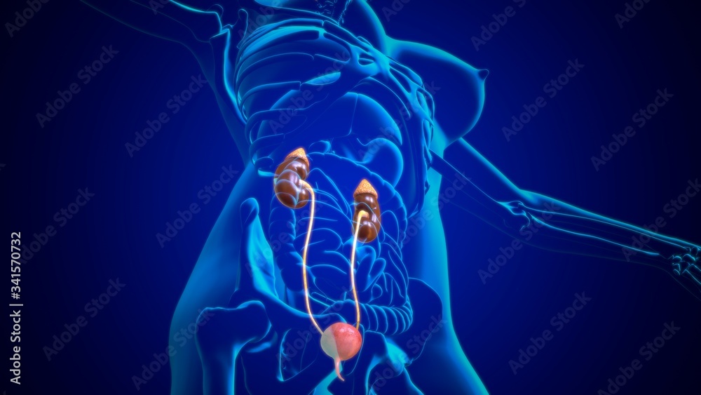 3D Illustration Female Urinary System For Medical Concept 3D Illustration Female Urinary System For Medical Concept
