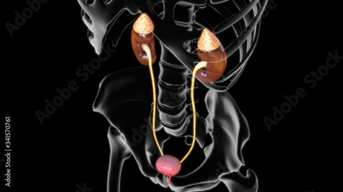 3D Illustration Female Urinary System For Medical Concept