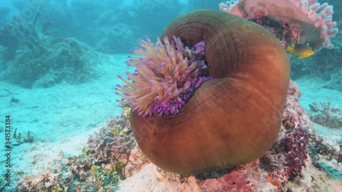 Anemonefish swim around host anemone in turquoise tropical ocean 