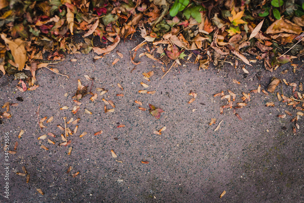 edge of fallen autumn leaves of multiple shapes and color on concrete background with copy space and focus on the pavement edge of fallen autumn leaves of multiple shapes and color on concrete background with copy space and focus on the pavement