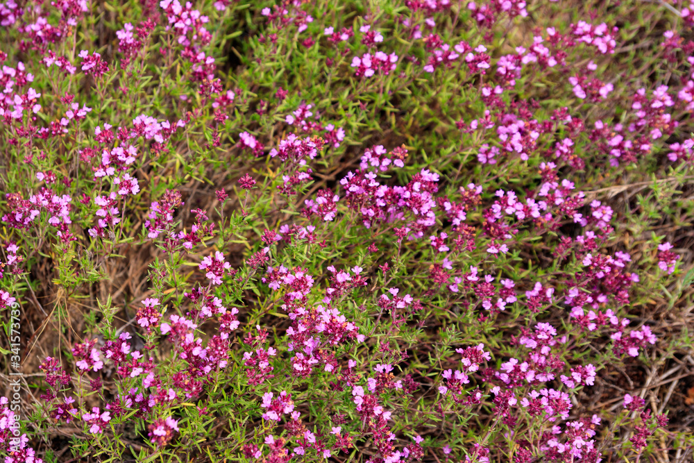 Purple wild thyme flowers on a meadow