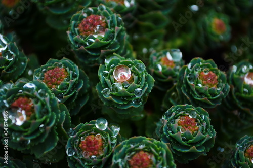 Rhodiola rosea with water drops on leaves