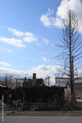 After fire - burnt house and pine tree. Black burned wooden walls  lot of damaged boards and garbage