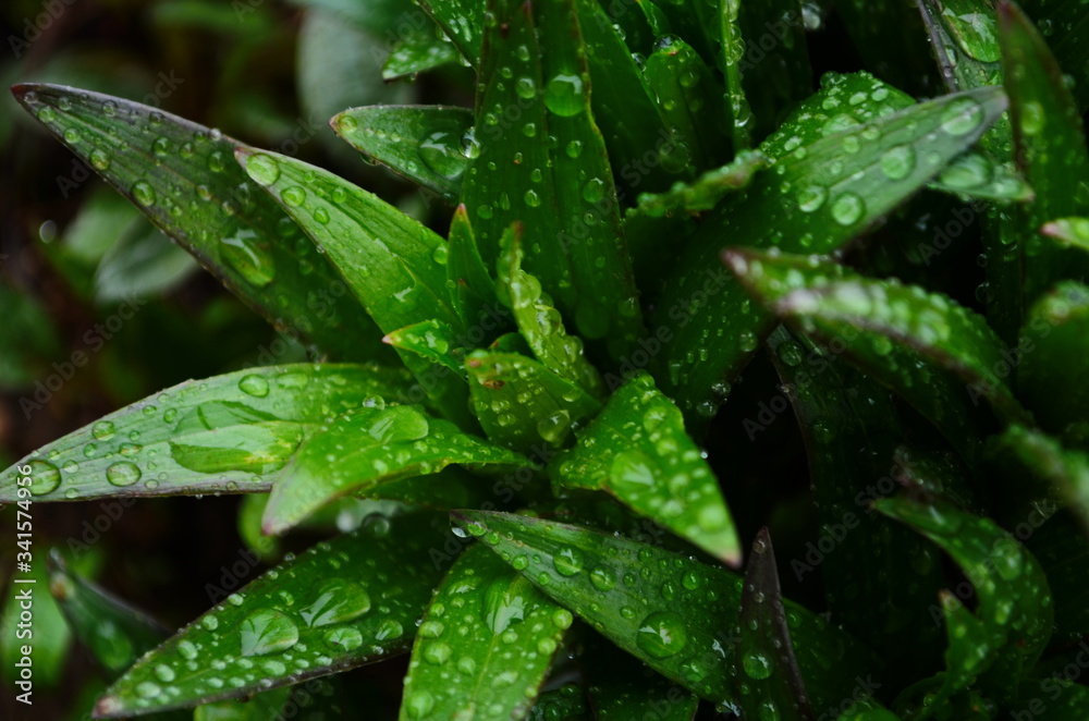 Closeup of transparent shiny dew drops atop wet green grass after rain. Fresh blades of grass with sphere shape raindrops. Natural background of day-lily leaves. Closeup of transparent shiny dew drops atop wet green grass after rain. Fresh blades of grass with sphere shape raindrops. Natural background of day-lily leaves.