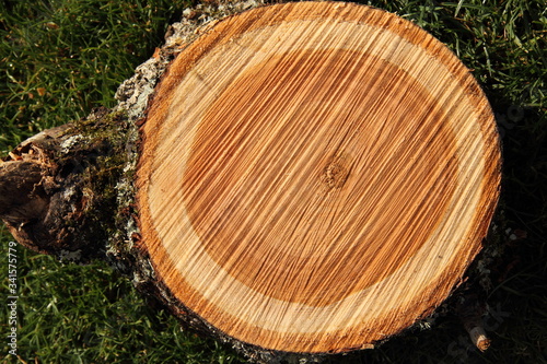 a tree slice of cherry wood